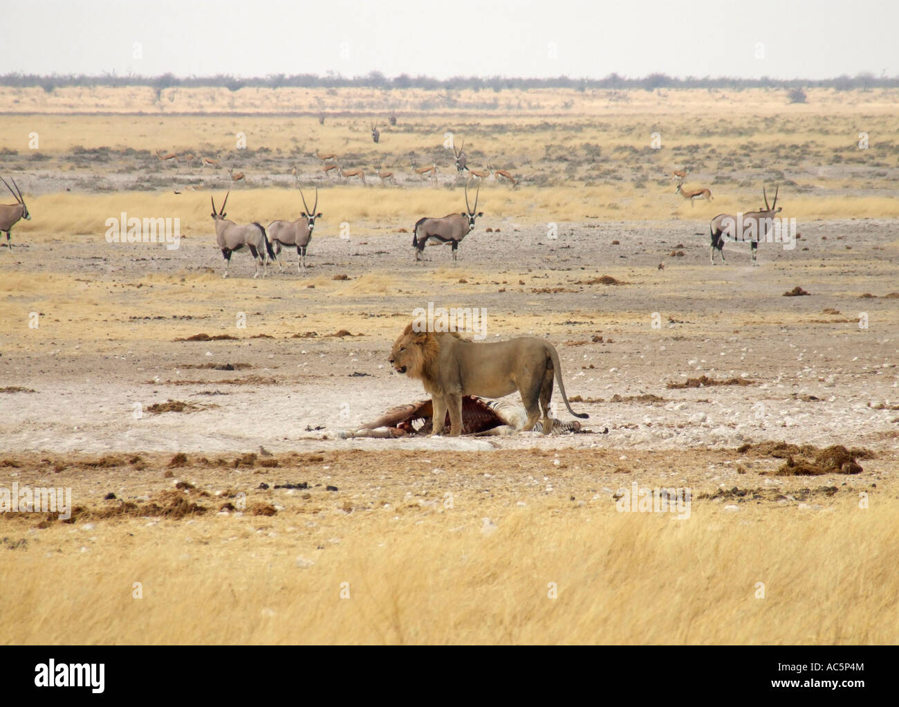Animals in field Lion and gemsboks Namibia Stock Photo