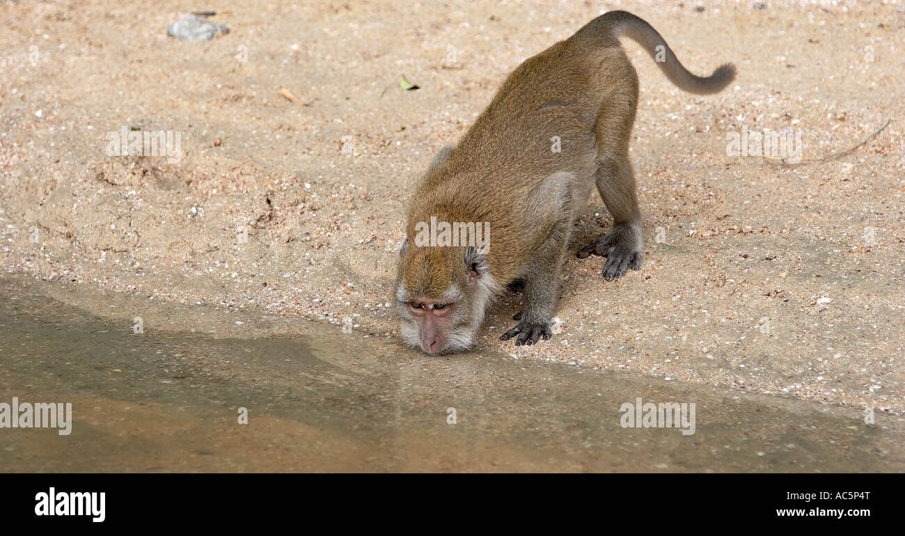 Thailand A macaque monkey drinking water from lake Stock Photo