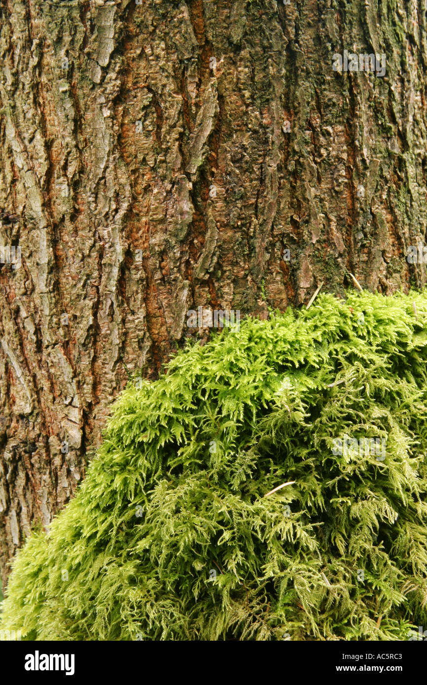 A line of moss growing in the side of a tree fife Scotland 2005 Stock ...