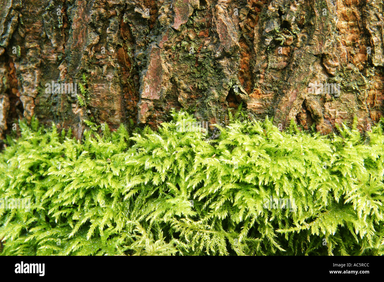 A line of moss growing in the side of a tree fife Scotland 2005 Stock ...