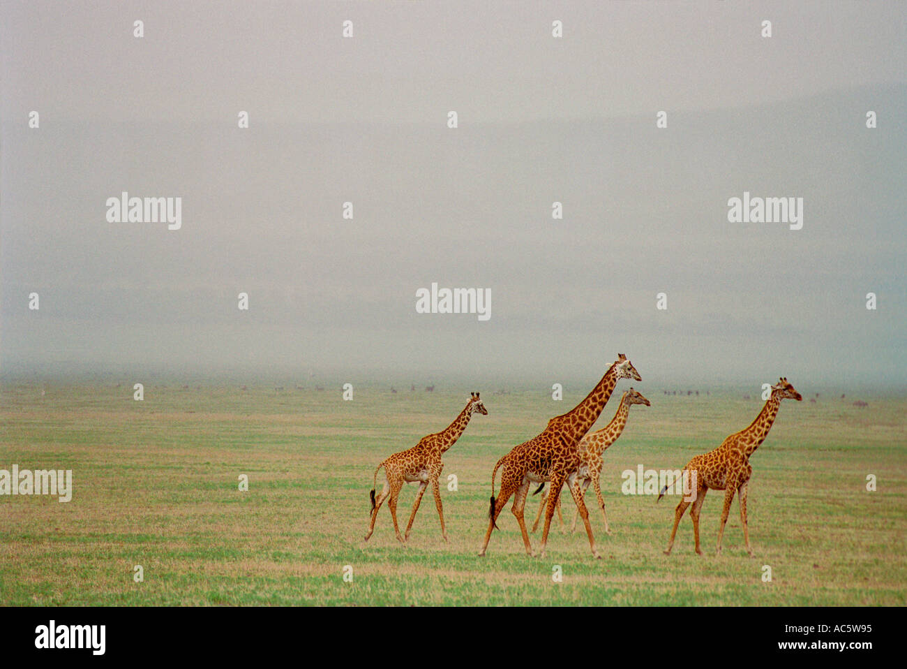 Family of giraffes hi-res stock photography and images - Alamy