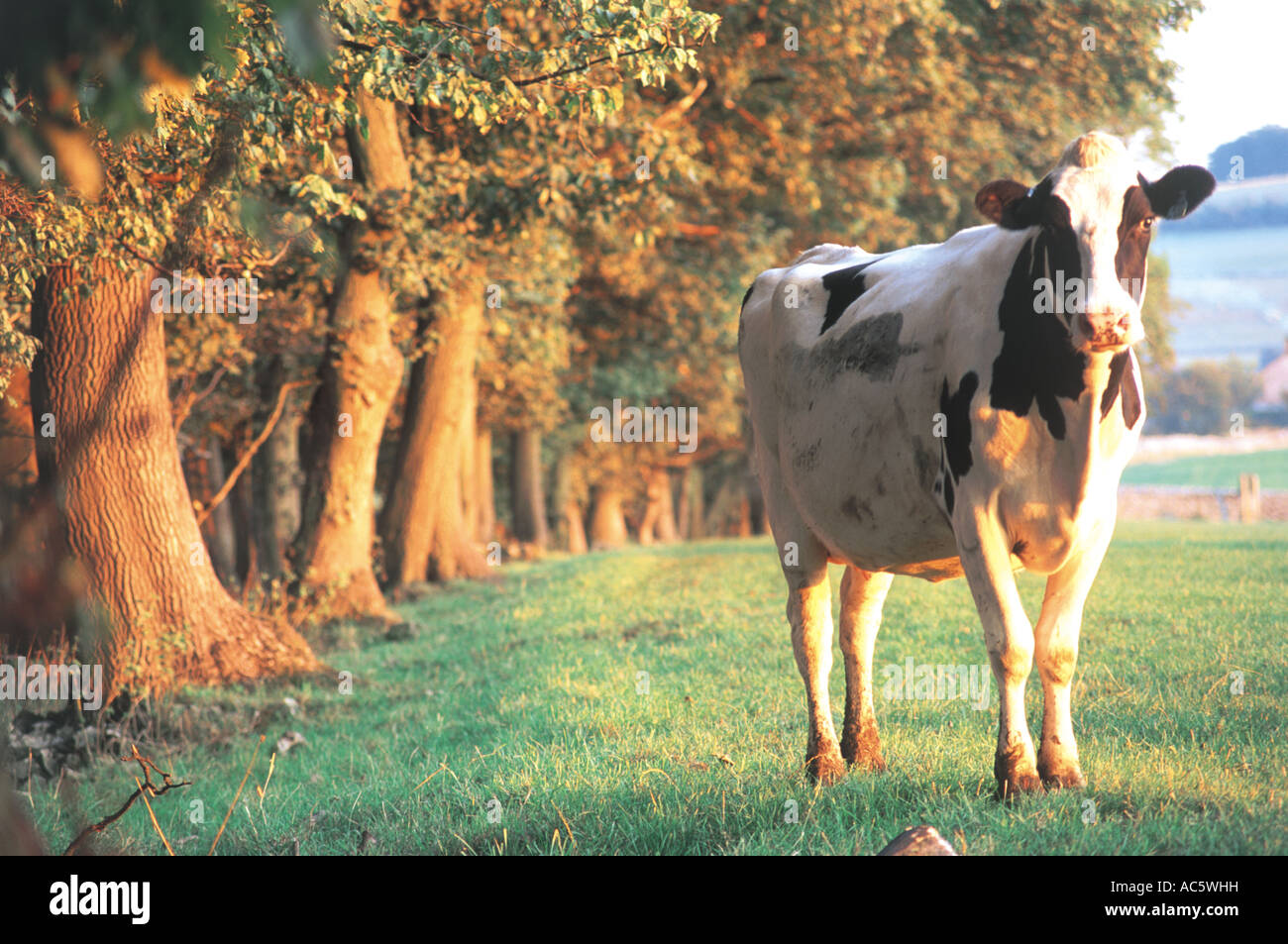 Cow Peak District UK Stock Photo
