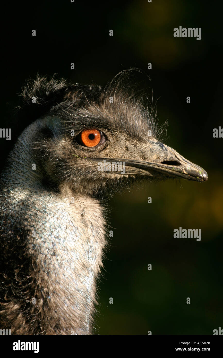 Emu dromaius novaehollandiae Stock Photo