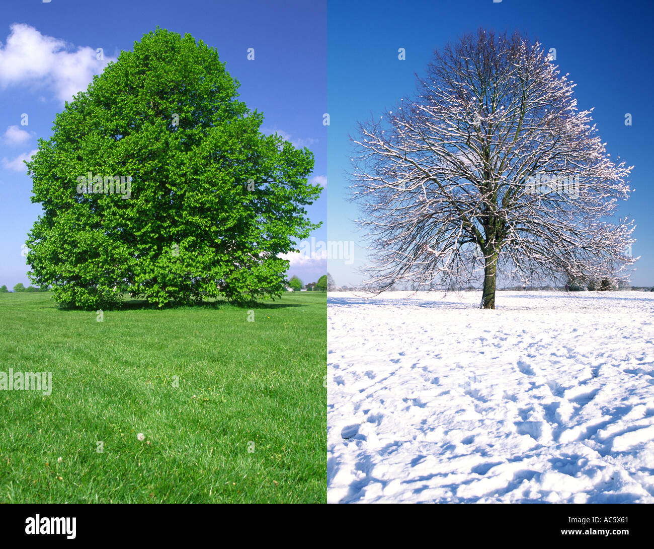 Trees in summer and winter Bristol Downs England UK Stock Photo