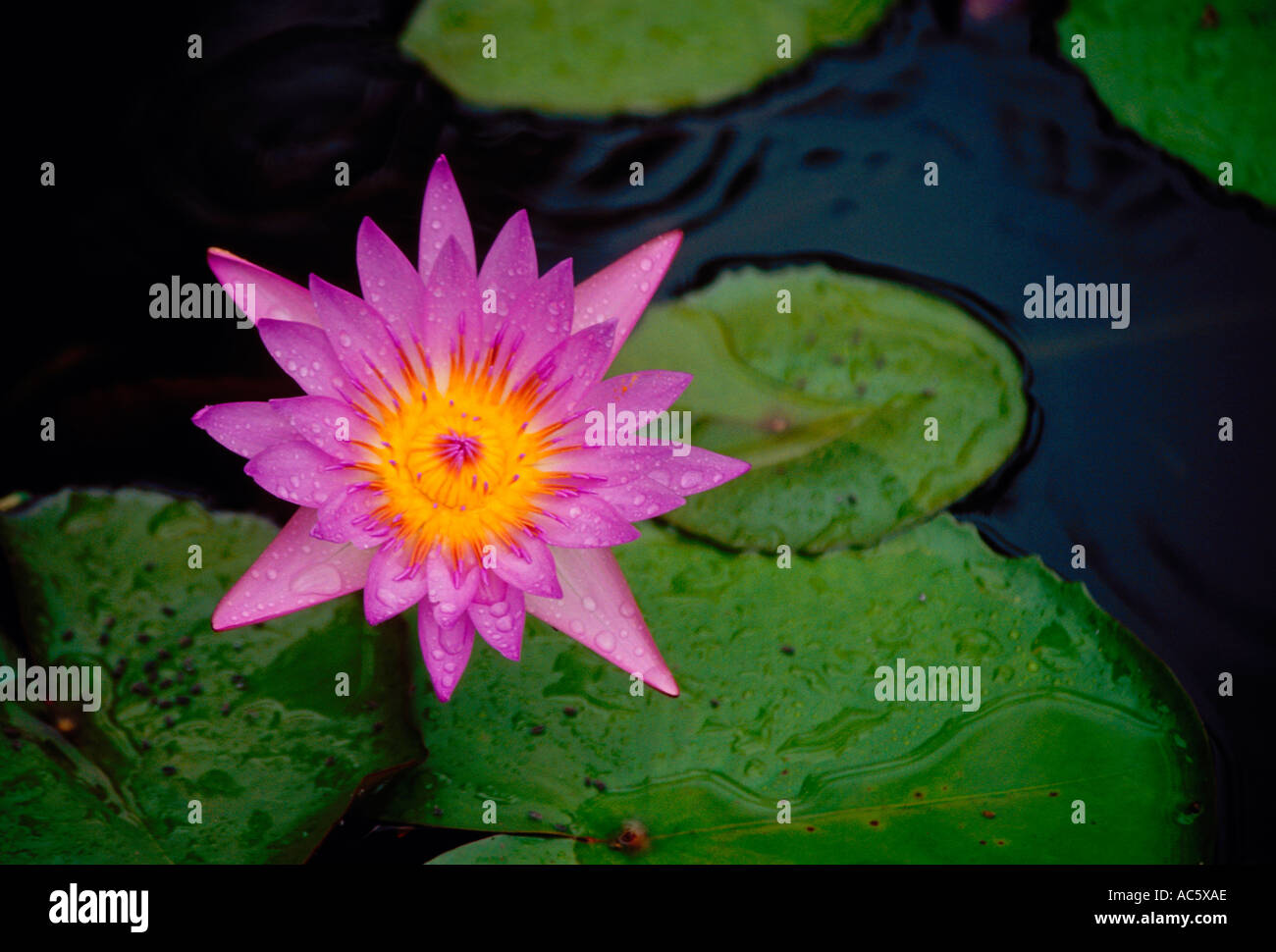 water lily, waterlily, Hana, Maui, Hawaii Stock Photo Alamy