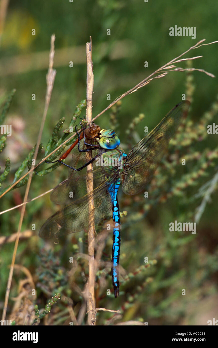 Emperor Dragonfly, Anax imperator. Eating a prey on stem Stock Photo Alamy