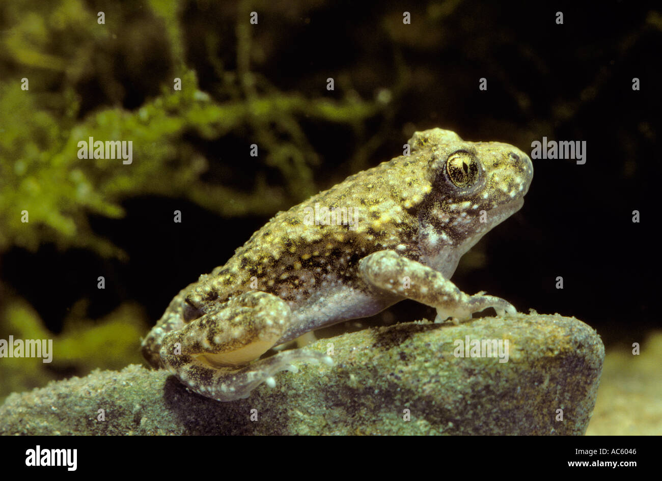 Midwife Toad, Alytes obstetricans. Underwater Stock Photo - Alamy