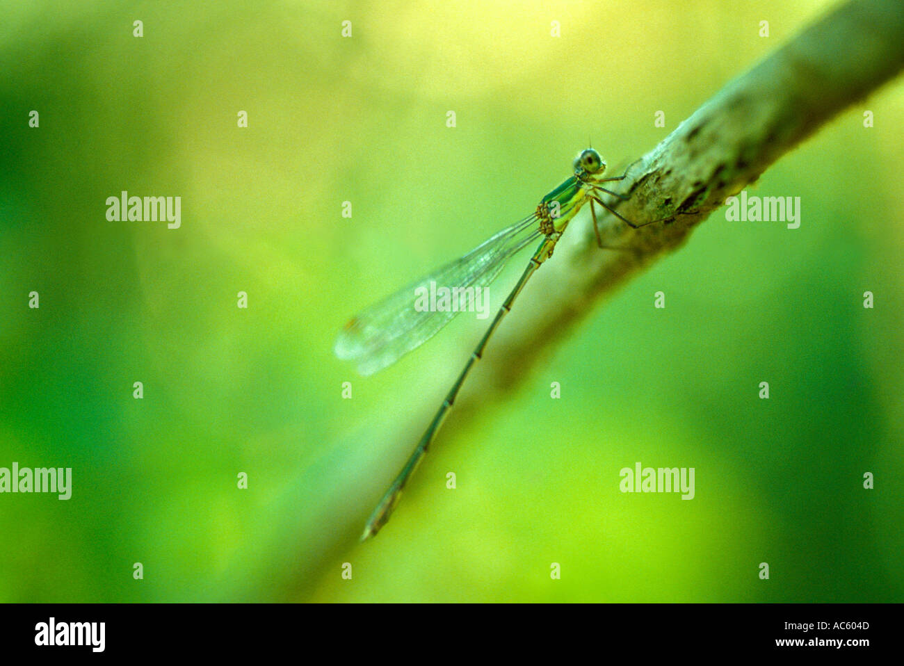 Damselfly, Lestes sp. On stem Stock Photo