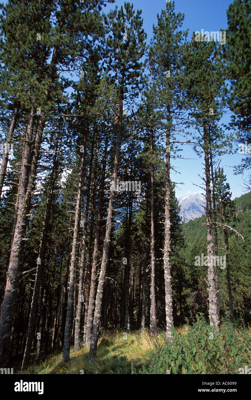 Pinus Pyrenees Mountain pine ecosystems hi-res stock photography and images - Alamy