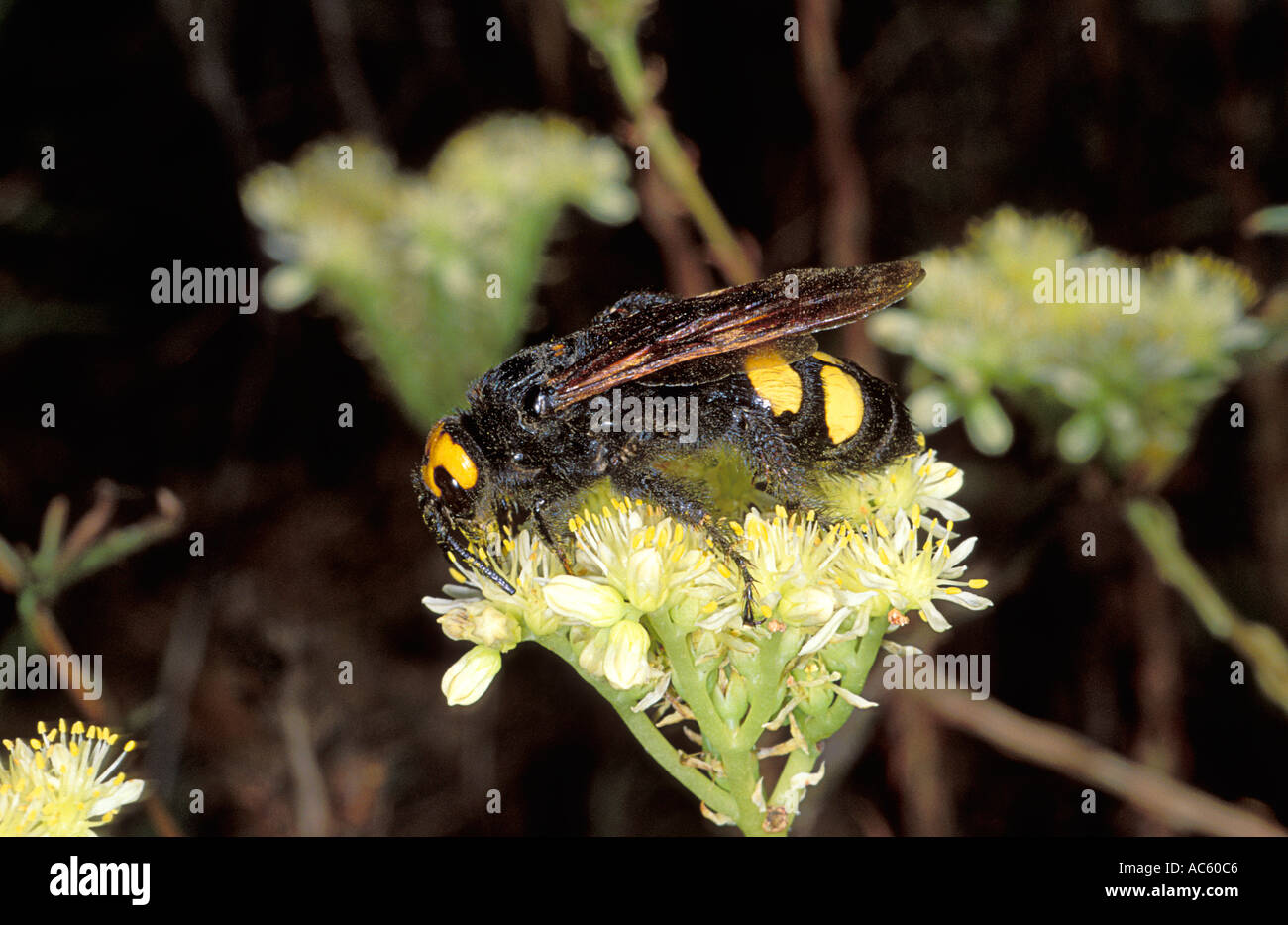 Mammoth Wasp, Megascolia maculata. Female collecting nectar on flower Stock Photo