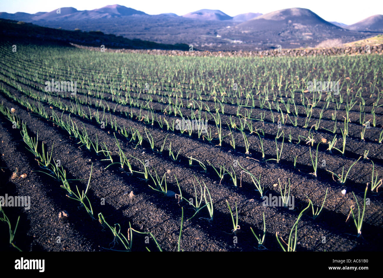 Crops growing in volcanic soil Lanzarote Canary Islands Spain Stock