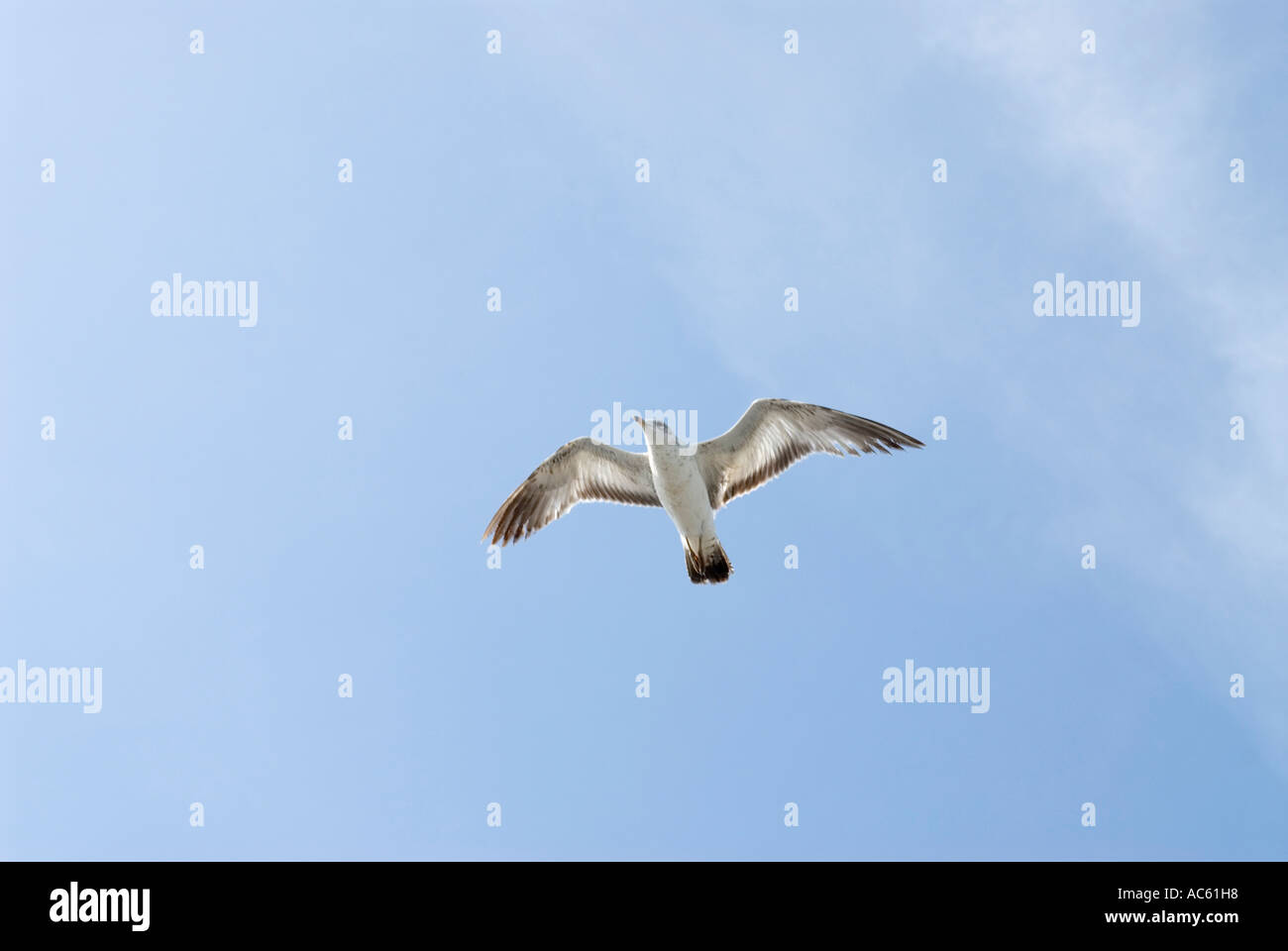 Seagull flying Stock Photo
