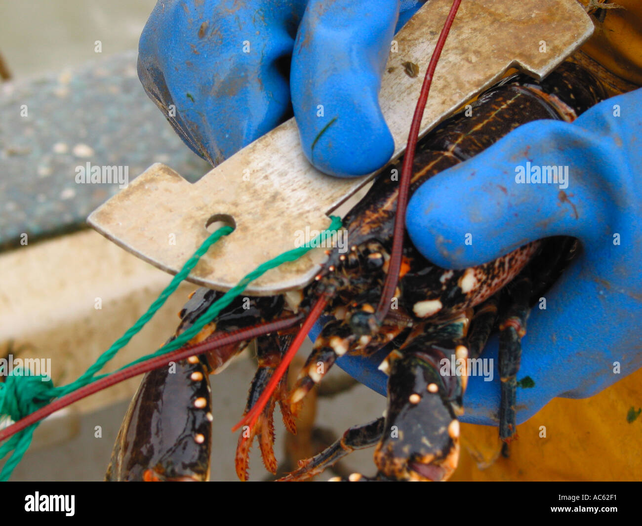 Measuring Lobsters for Undersize East Coast Inshore Fishing North Sea ...