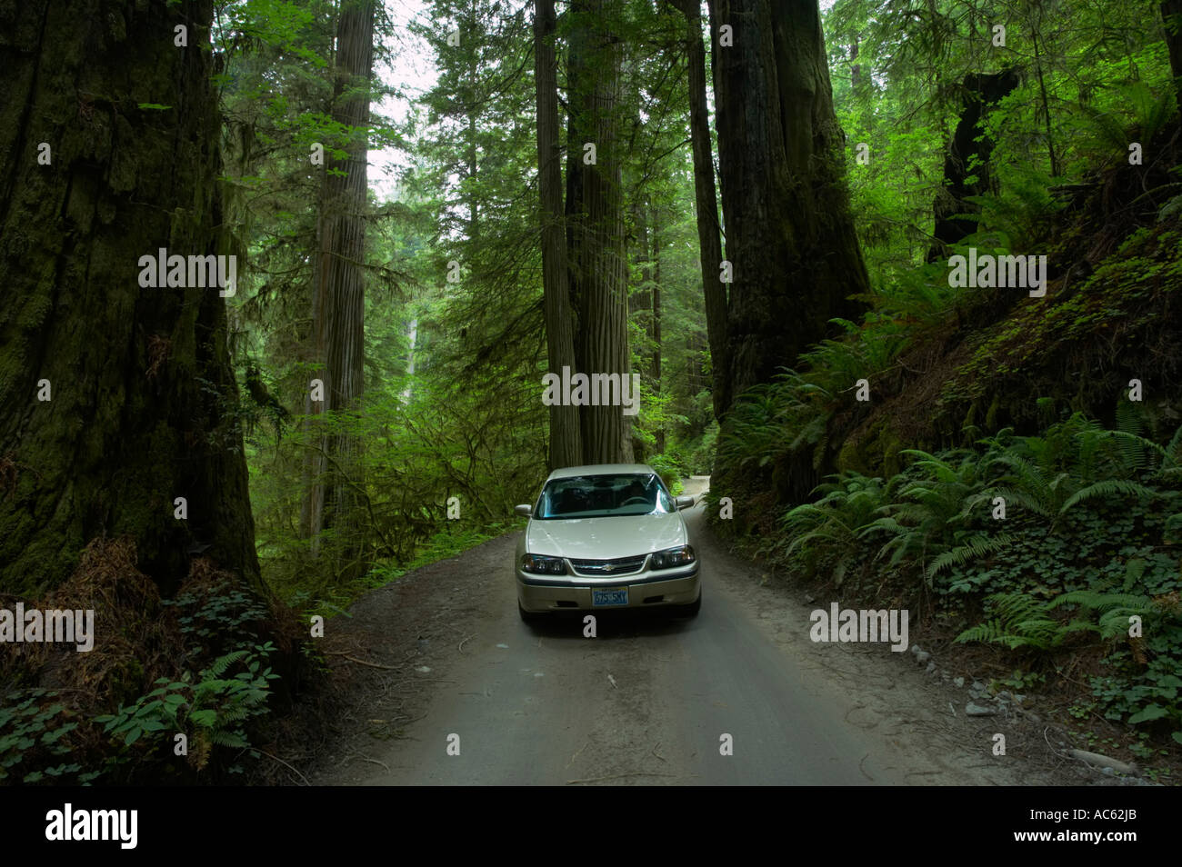 Giant Redwood Car Stock Photos & Giant Redwood Car Stock Images Alamy