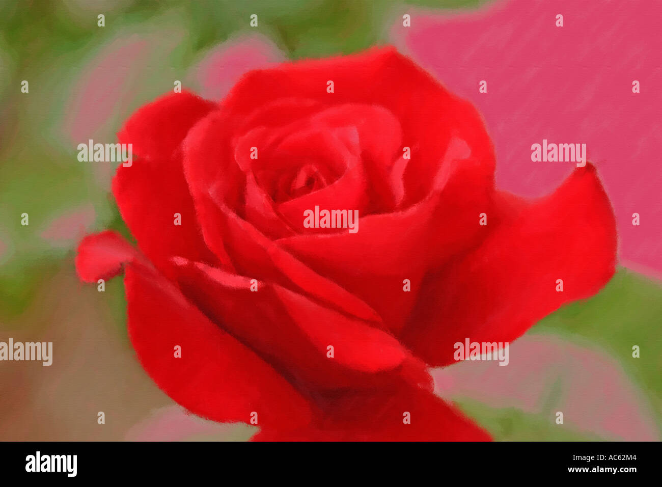 Red Rose as an oil painting Stock Photo