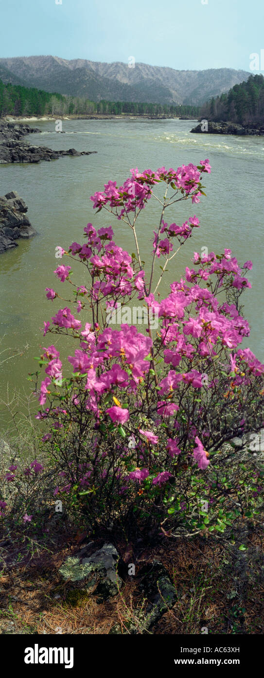 Rhododendron (Rhododendron ledebourii, Ericaceae) blossoming. Katun river.  The Altai Republic (Mountain Altay). Russia Stock Photo - Alamy
