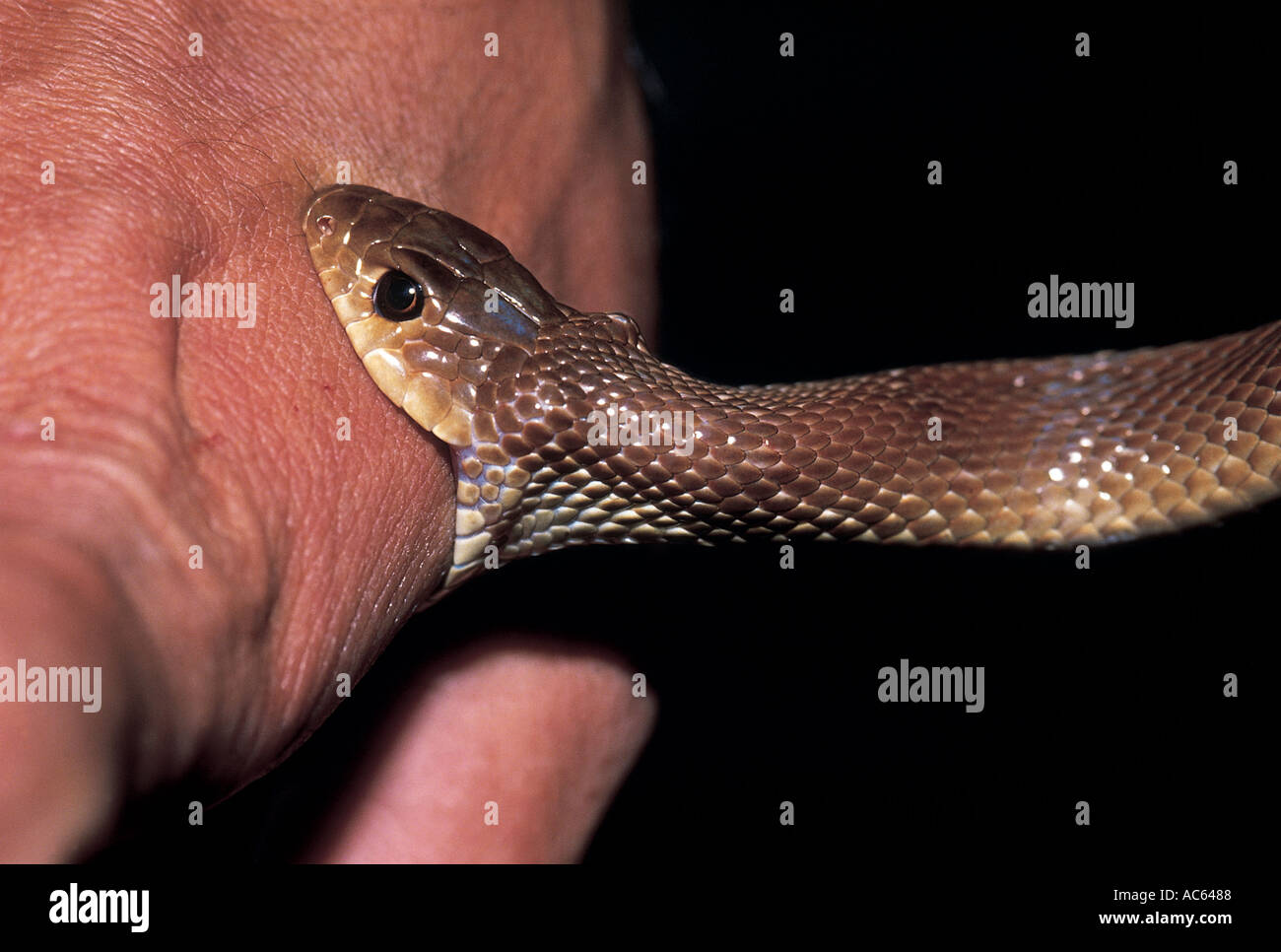 Banded Racer Hi Res Stock Photography And Images Alamy