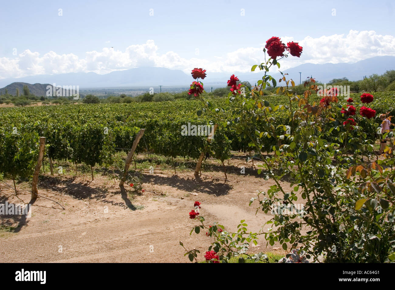 A vineyard in Cafayate, Salta, Argentina. Stock Photo