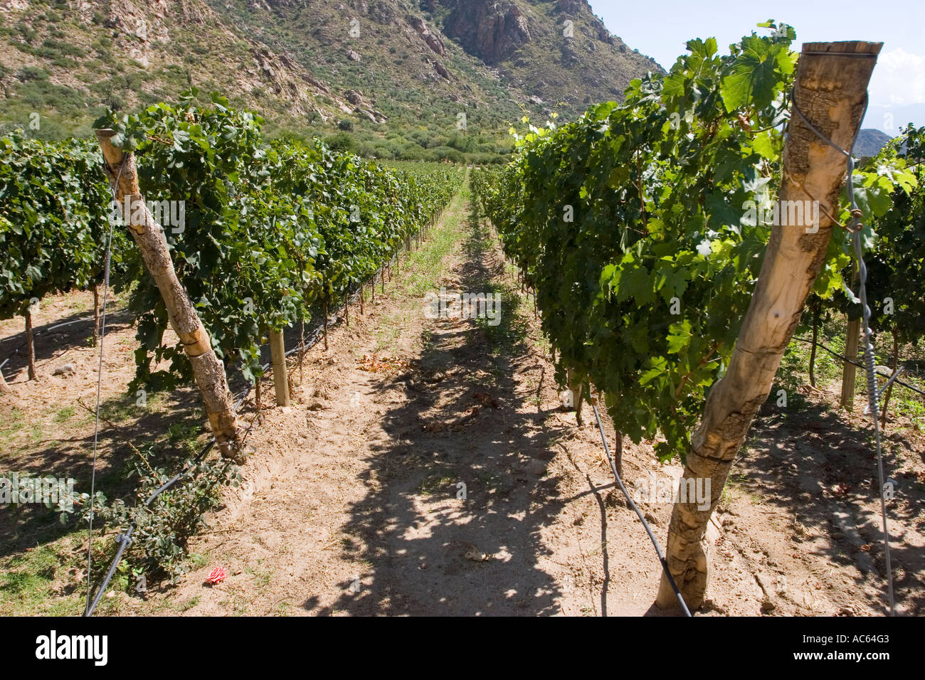 A vineyard in Cafayate, Salta, Argentina. Stock Photo