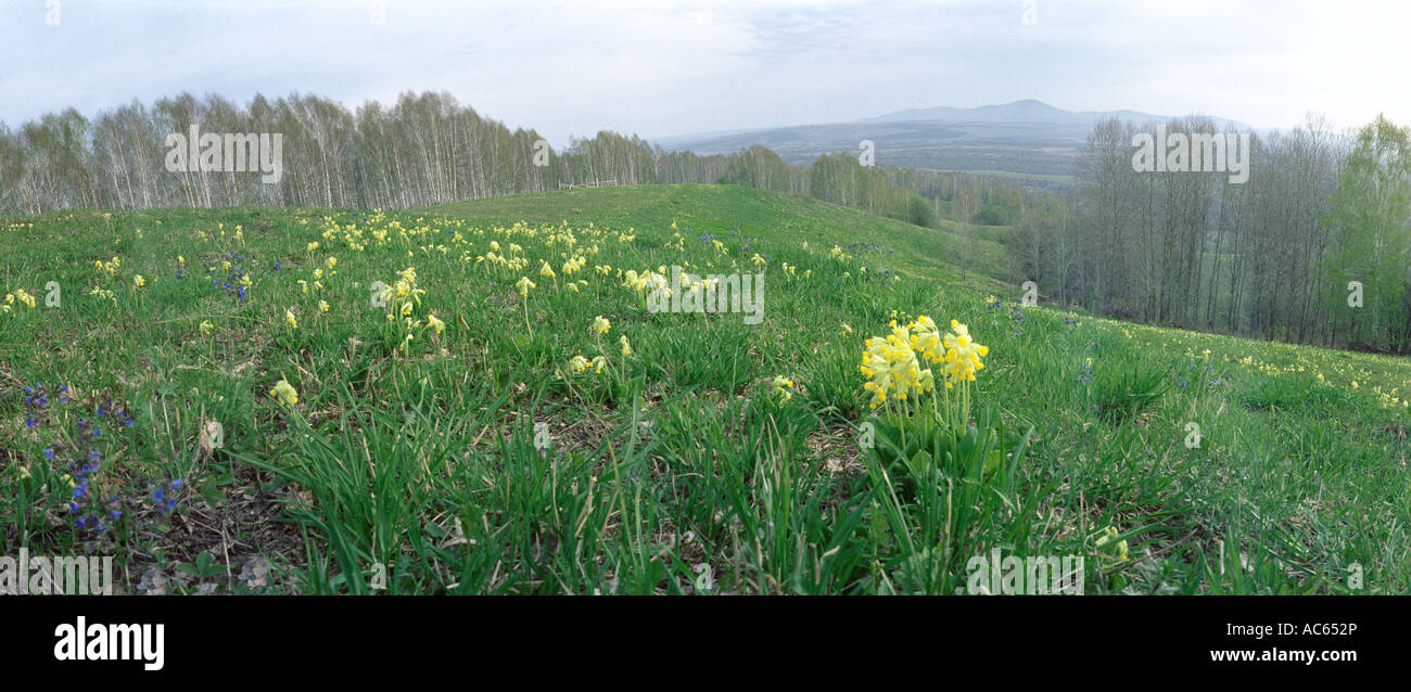 Yellow toadflax (Linaria vulgaris, Plantaginaceae). The Kazyryk Range. Altai. Siberia. Russia Stock Photo