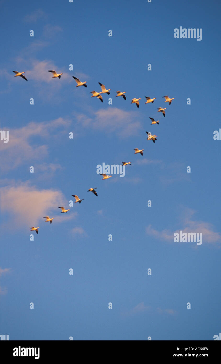 Migrating Geese Vertical Stock Photo