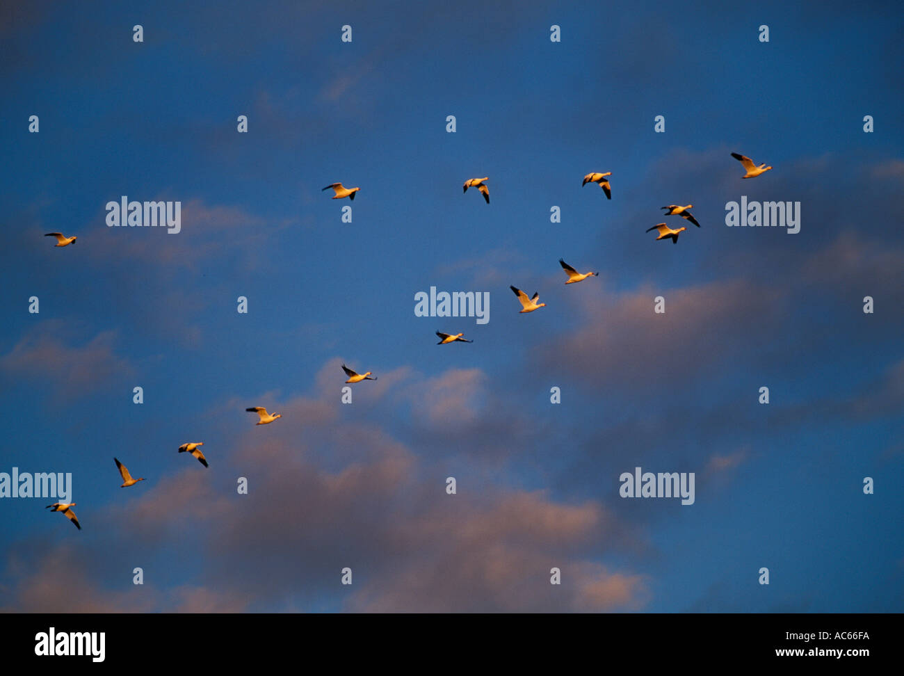Migrating Geese Horizontal Stock Photo