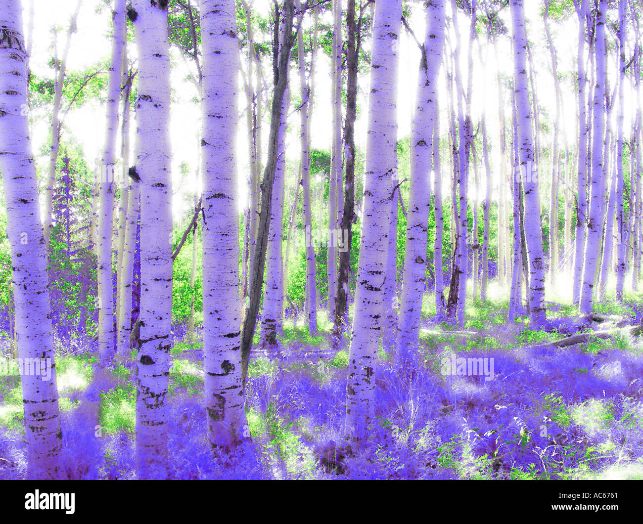 Painterly Aspens Stock Photo