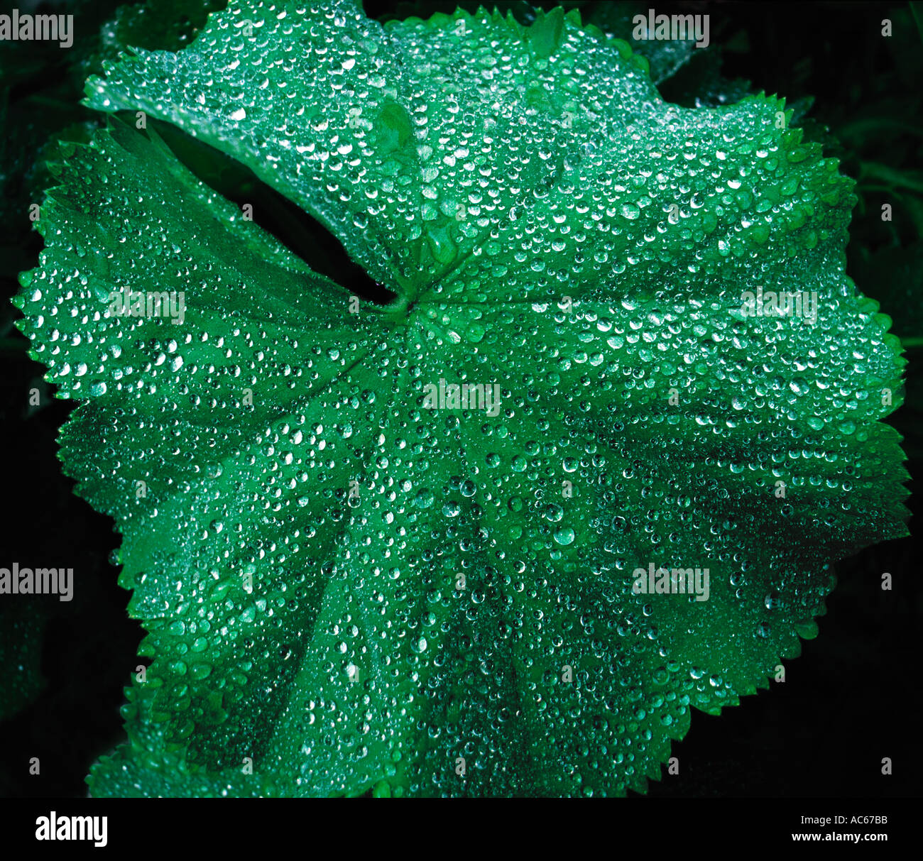 leaf and water droplets after garden rain Stock Photo