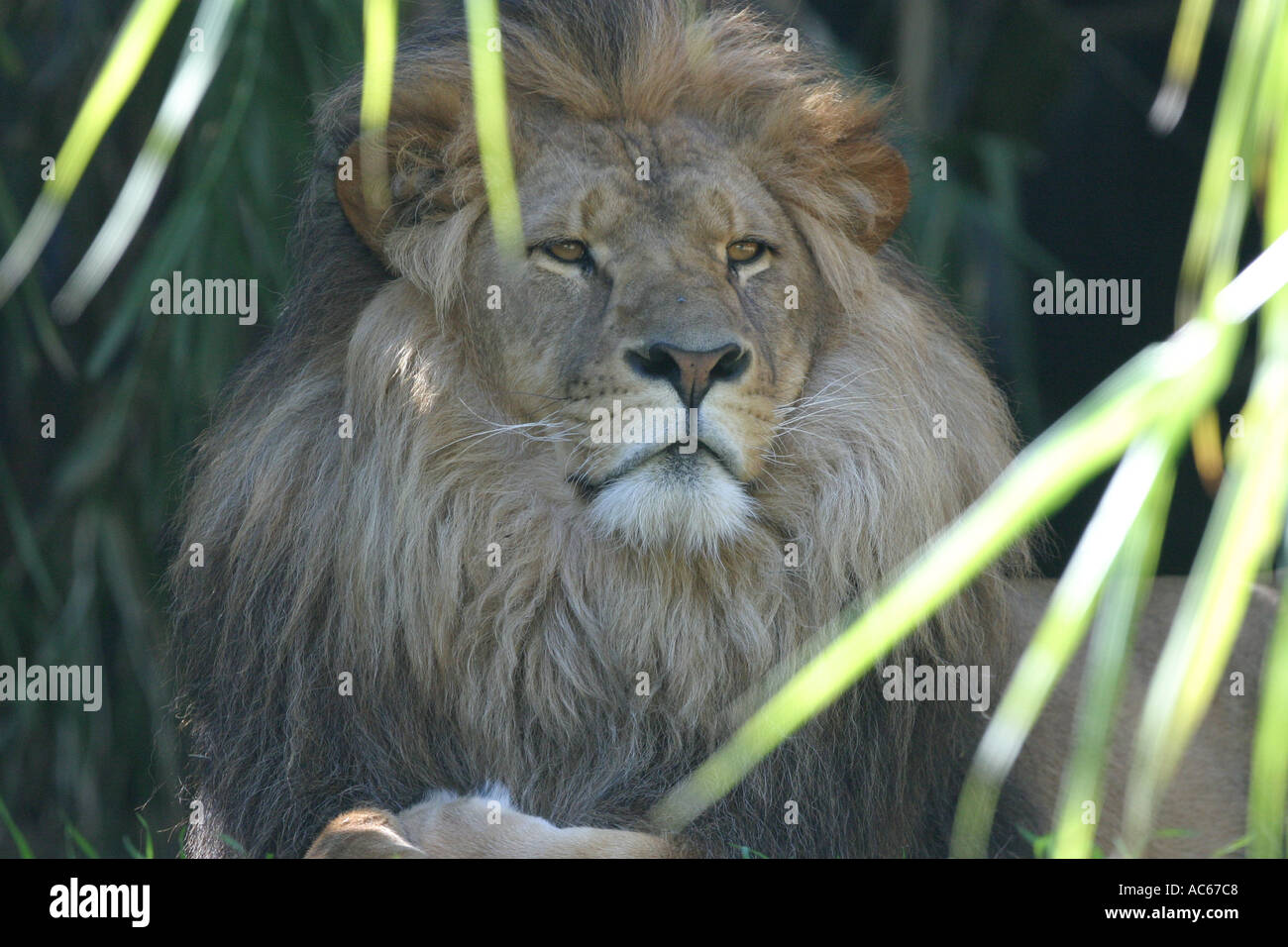Male lion having rest hi-res stock photography and images - Alamy