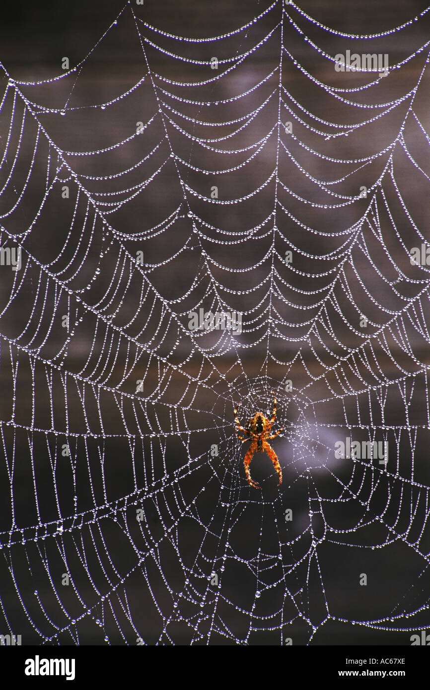 Spider and dewdrops on perfect cobweb Stock Photo