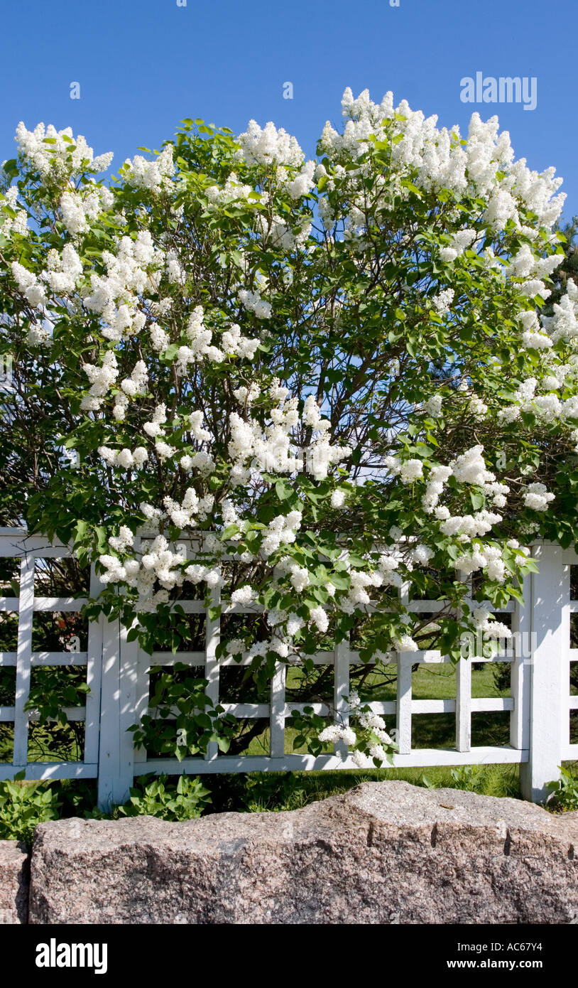 White lilac ( syringa ) blooming over white wooden picket fence , Finland Stock Photo