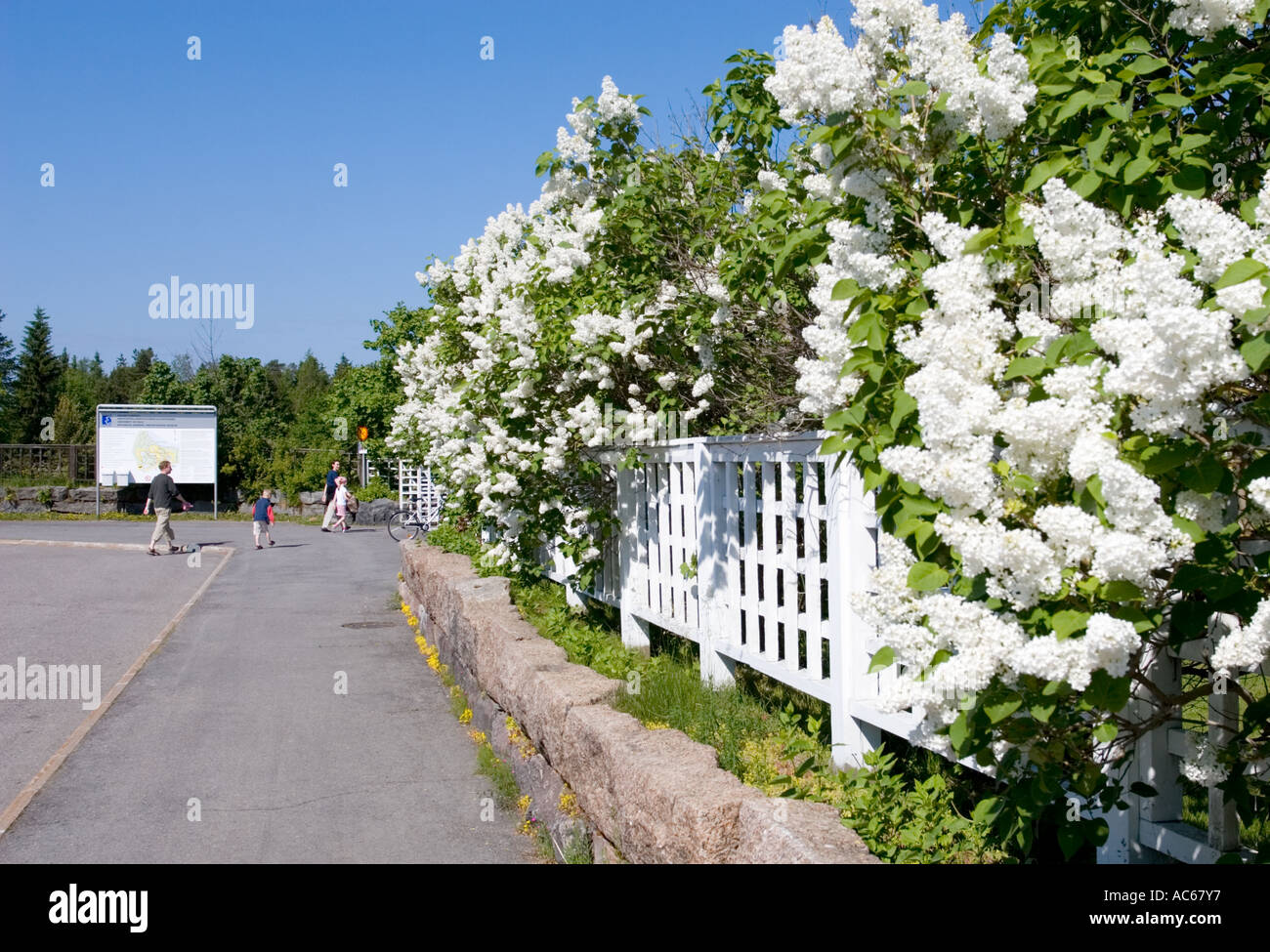 Lilac ( syringa ) blooming at the fence of the Oulu University's botanical garden , Finland Stock Photo