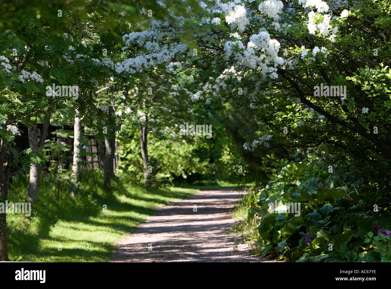 Walkway in the park , underneath blooming white lilacs ( Syringa ) , Finland Stock Photo