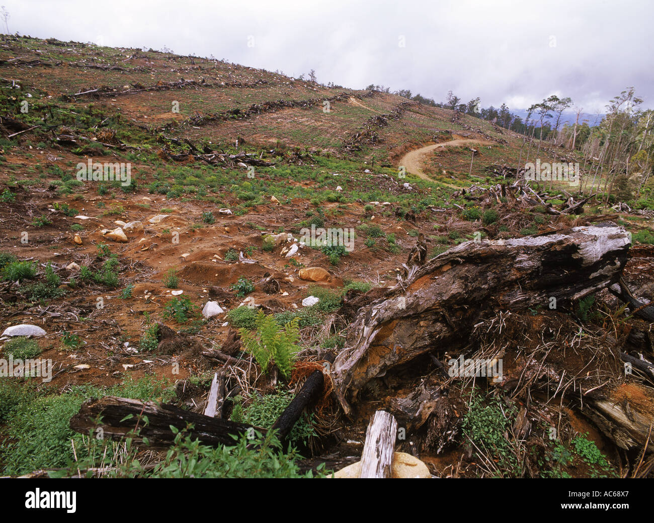 Barren hillsides left after clear cutting pine forests in Scandinavia Stock Photo