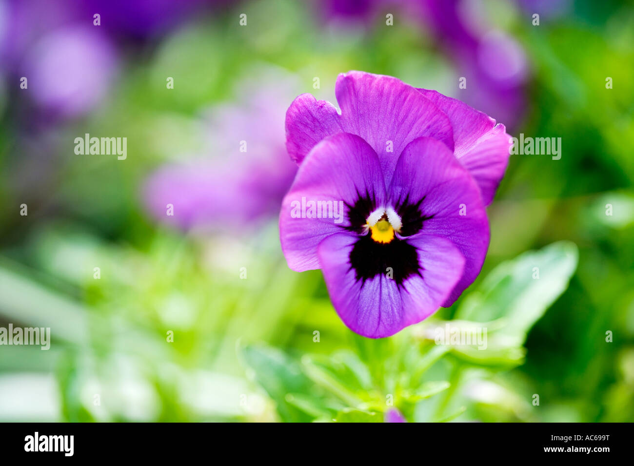 Purple Pansy or Viola Stock Photo Alamy