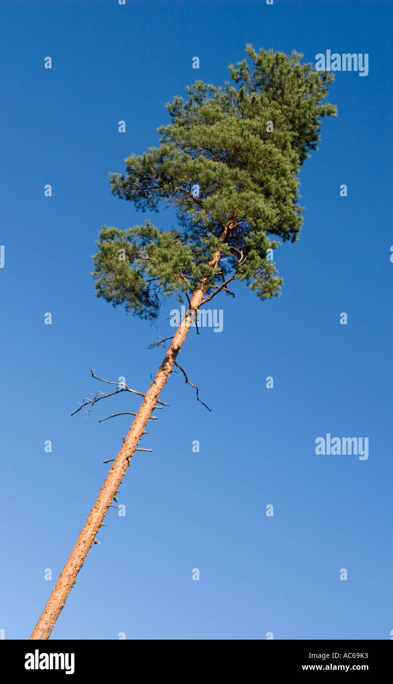 Pine ( Pinus sylvestris ) tree against blue sky , Finland Stock Photo