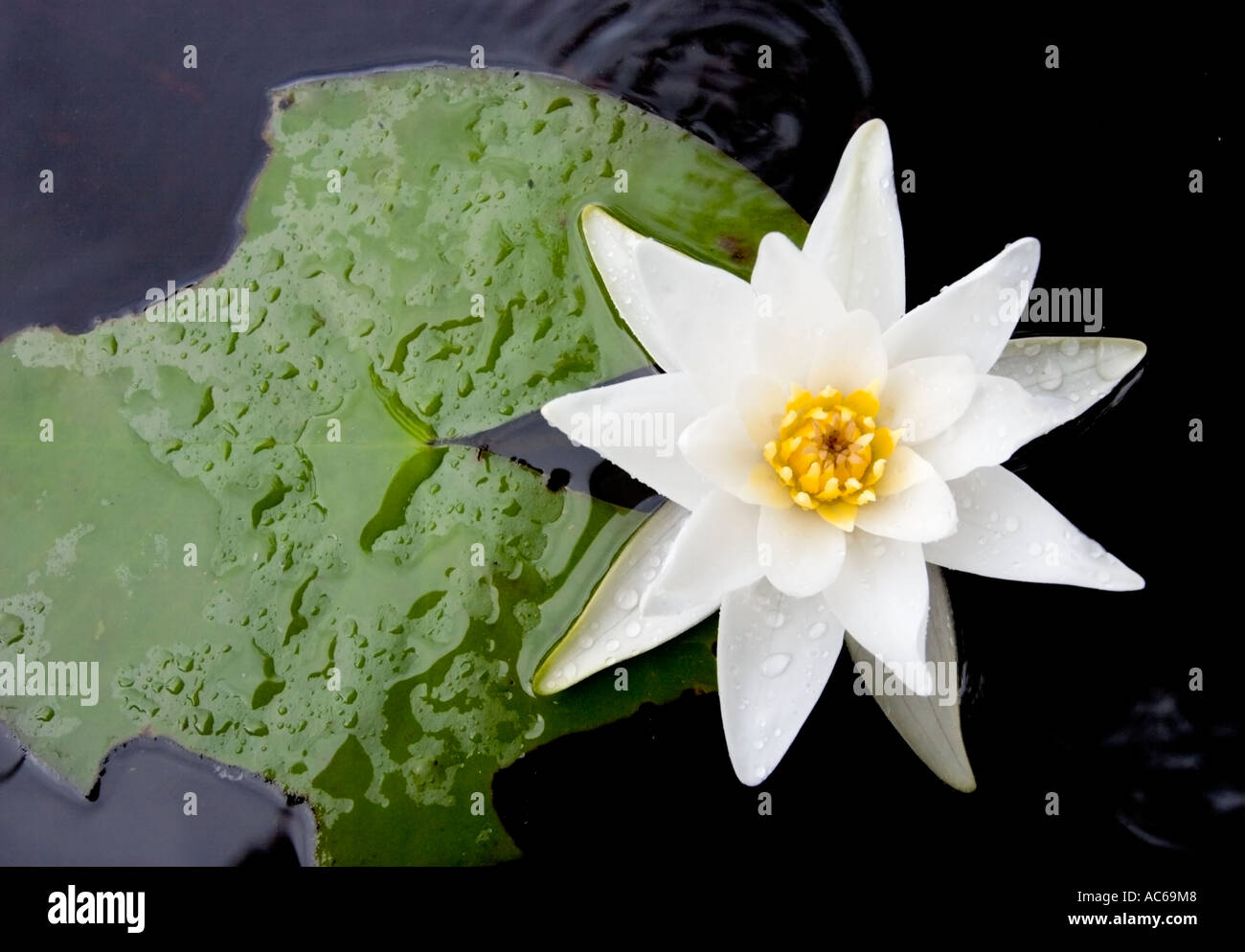 One isolated Northern water-lily ( Nymphaea candida ) blooming , Finland Stock Photo