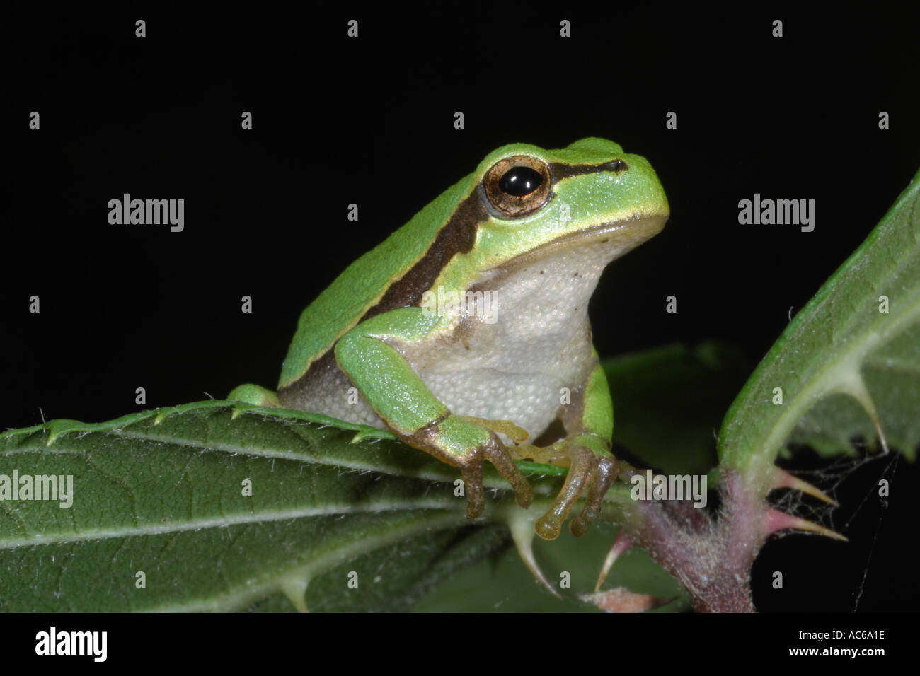 European Tree Frog Hyla aborea France Stock Photo Alamy