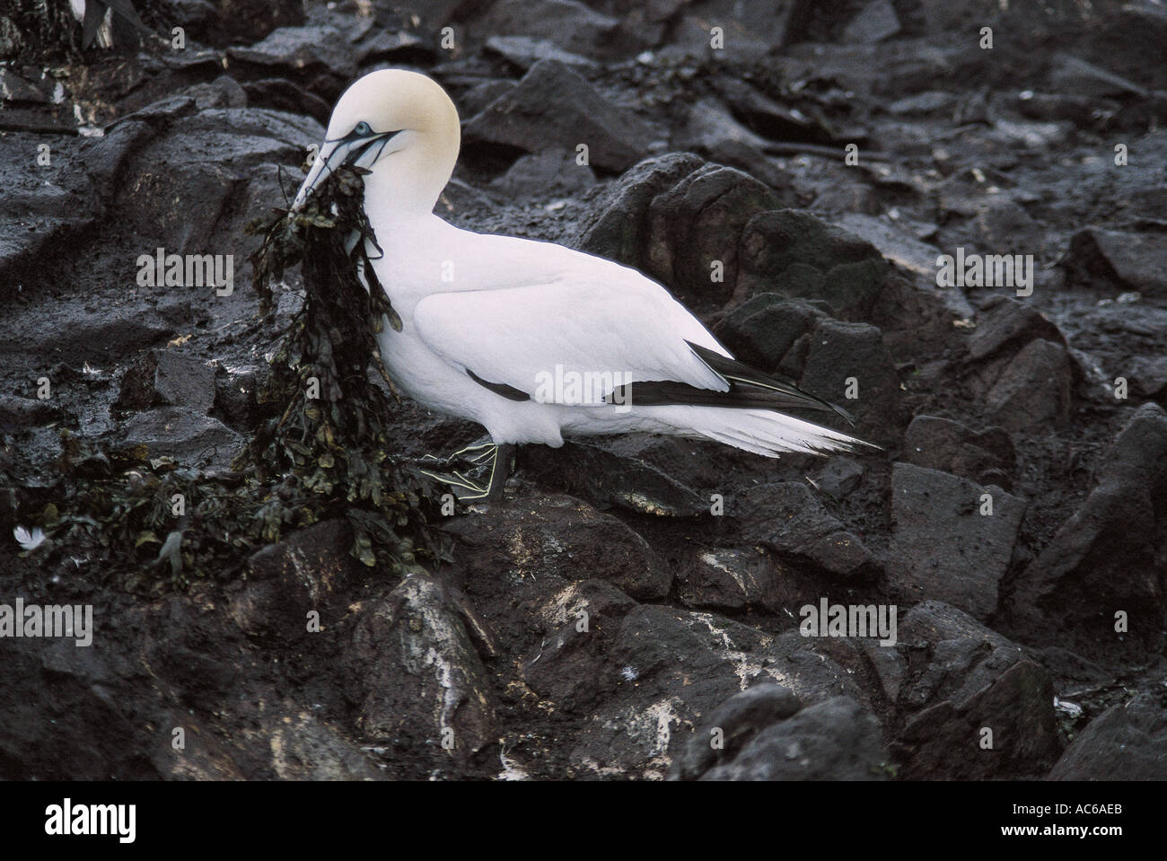 Stealing Rocks Rock stealing hi-res stock photography and images - Alamy