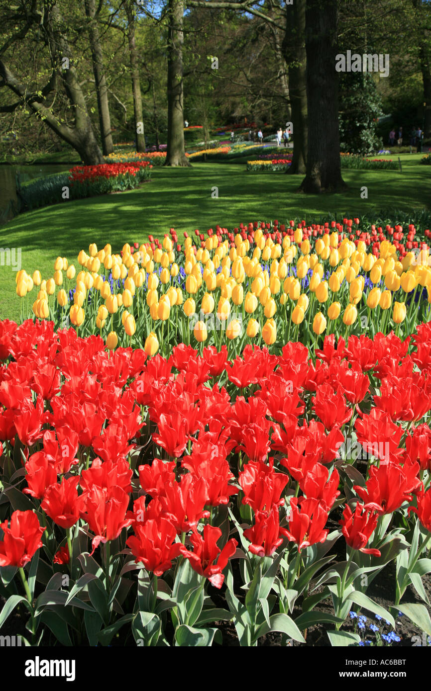 Tulip spring garden at Keukenhof Gardens near Amsterdam in Holland