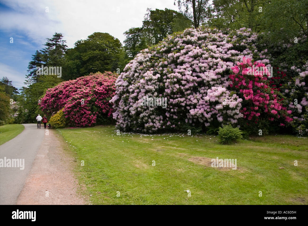 Rhododendrons Muncaster Castle Gardens Cumbria England Stock Photo