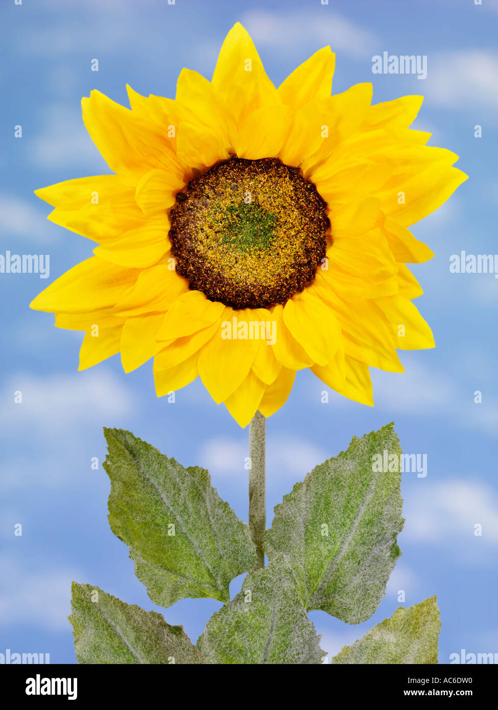 SUNFLOWER Stock Photo
