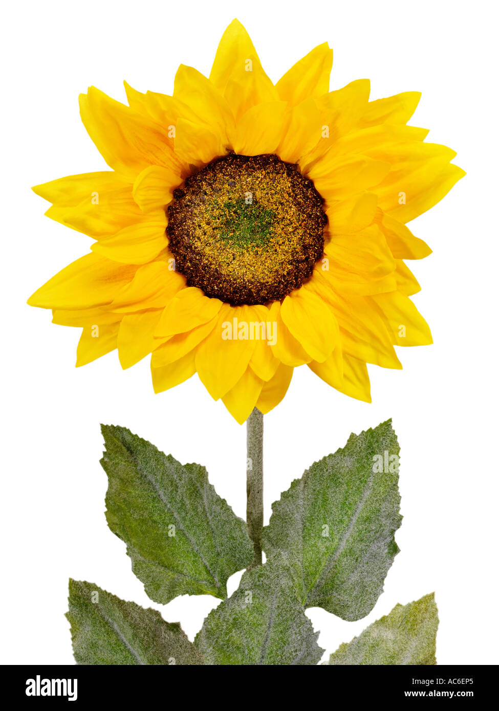 SUNFLOWER CUT OUT Stock Photo - Alamy