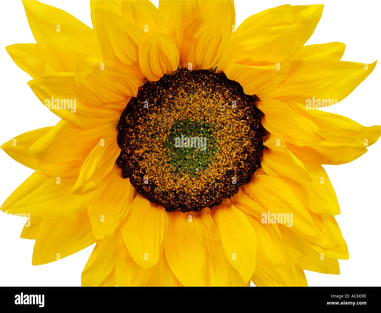 SUNFLOWER CUT OUT Stock Photo - Alamy