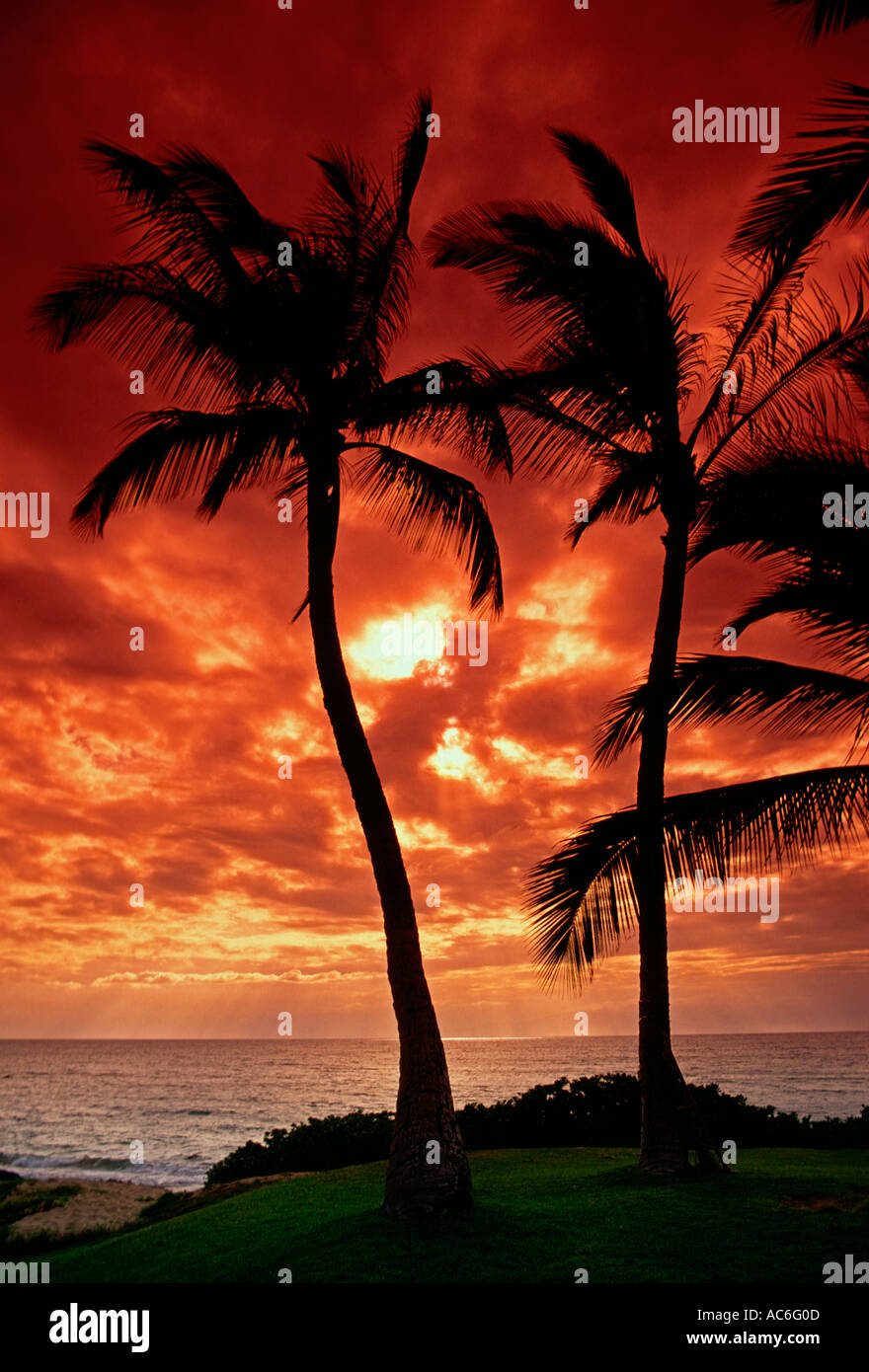 palm tree, palm trees, sunset, Ulua Beach, town of Wailea, Maui, Maui
