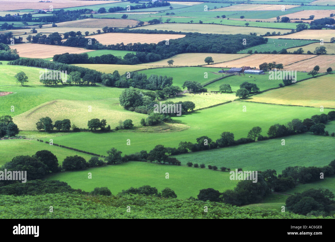 Patchwork Fields in Summer Aerial Stock Photo Alamy