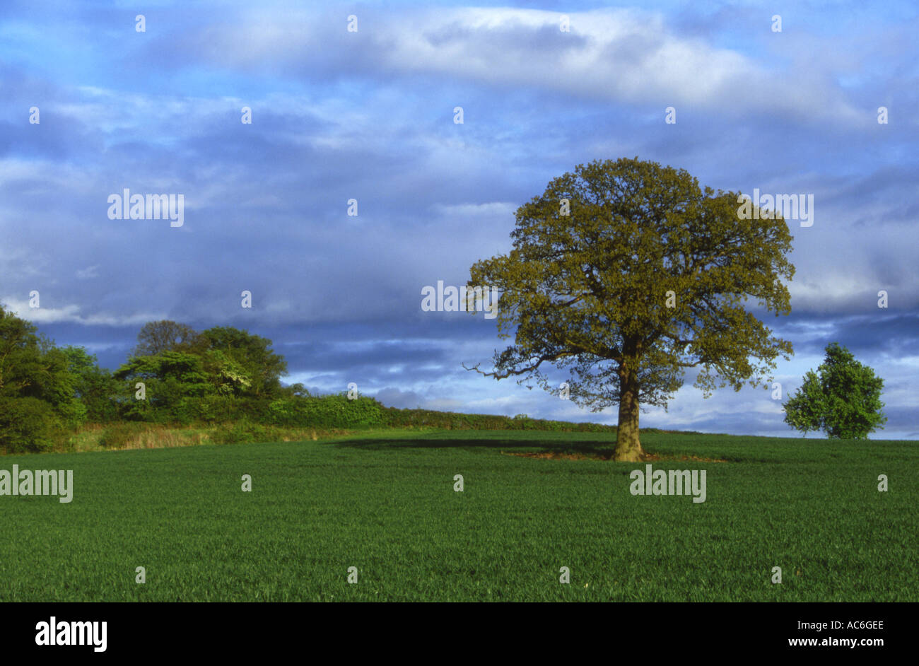 Oak Tree Quercus robur in Field of spring wheat 4 Season Sequence Part 1 Stock Photo