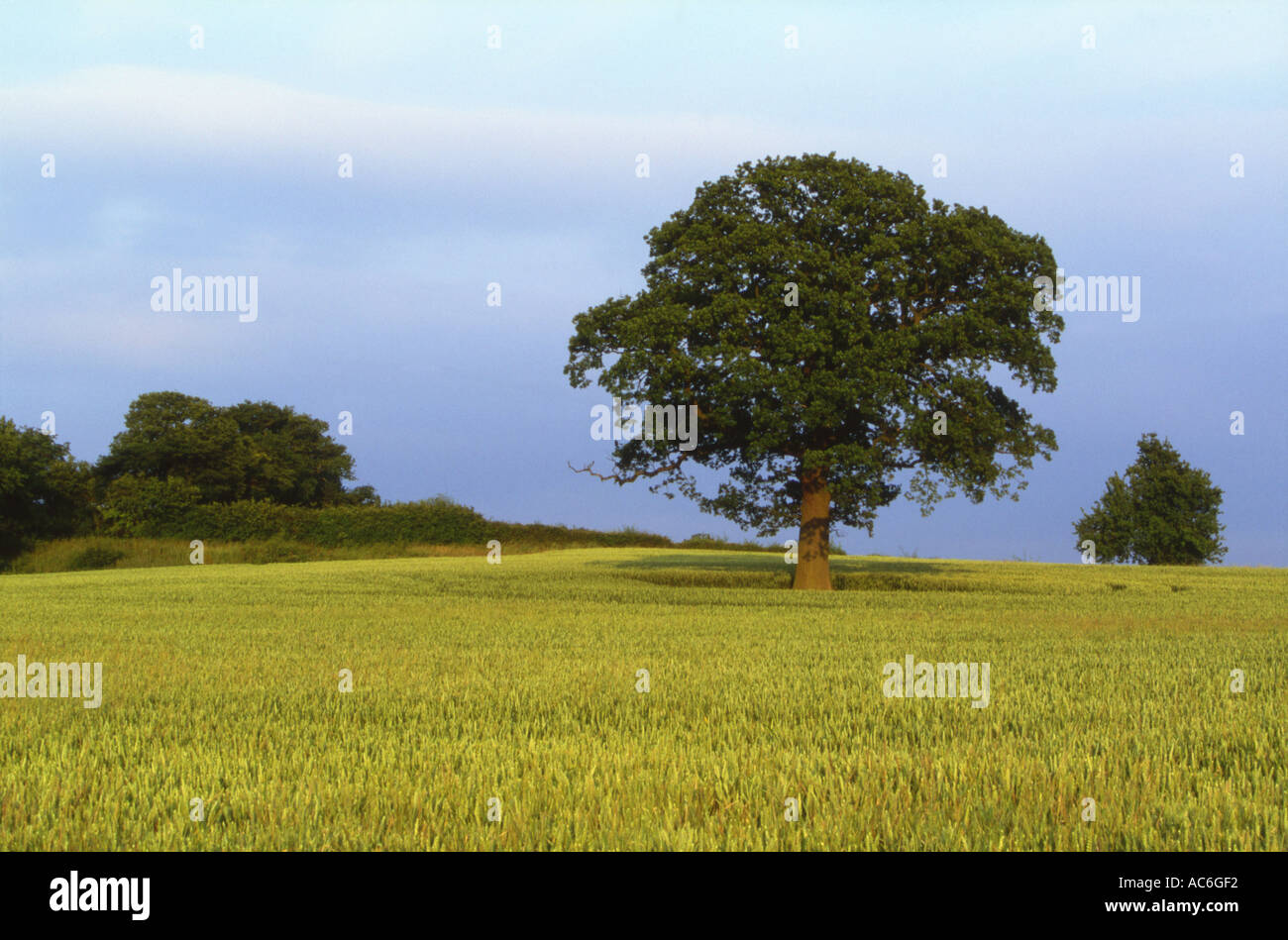 Oak Tree Quercus robur in Field of Summer wheat 4 Season Sequence Part 2 Stock Photo