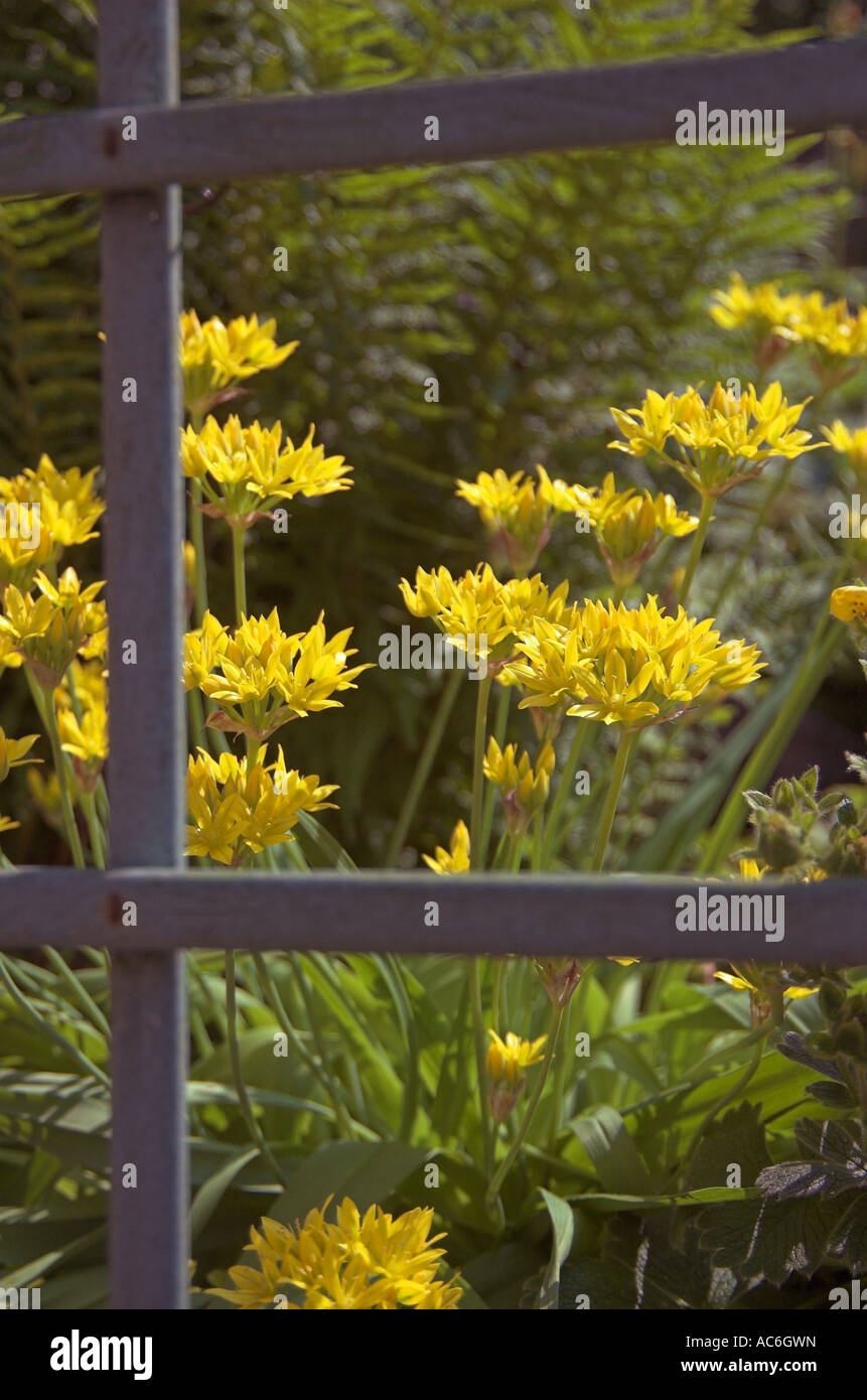 Garden variety Ramsons Allium spp through garden trestle Stock Photo Alamy