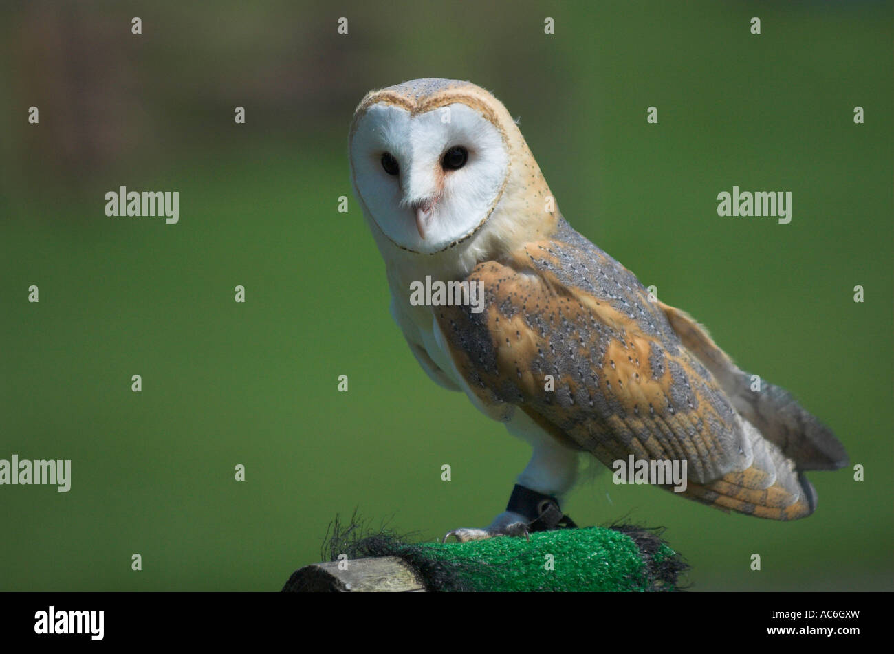 Falconer s barn owl Tyto alba Stock Photo Alamy
